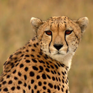 Meet your Posher, Missy